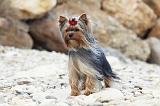 YORKSHIRE TERRIER 410
